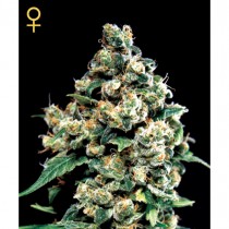 Jack Herer - Green House