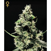 K-Train - Green House