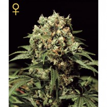 Kalashnikova - Green House