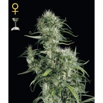 Nevil Haze - Green House