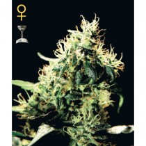 NL5 x Haze Mist - Green House