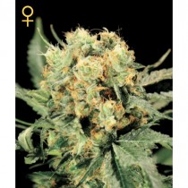 The Church - Green House