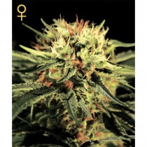 The Doctor - Green House