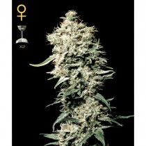 White Rhino - Green House