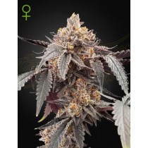Guava x Gelato 41 Auto – Green House Seeds