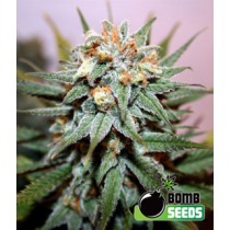 Hash Bomb – Bomb Seeds