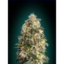 Heavy Bud - Advanced Seeds