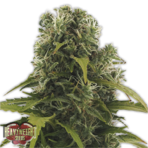 comprar semillas autoflorecientes high density de heavyweightseeds