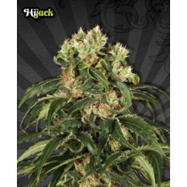 Hijack – Auto Seeds