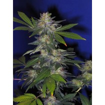 The Hog Regular – T.H. Seeds 