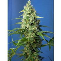 comprar semillas feminiazdas honey peach auto cbd de sweet seeds