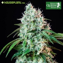 HulkBerry - Royal Queen Seeds