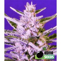 Ice Bomb – Bomb Seeds