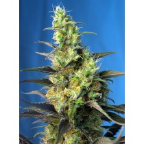 comprar semillas ice cool cbd de sweet seeds