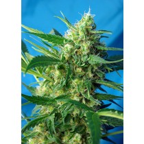 ice-cool-auto-sweet-seeds