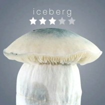 Iceberg Growkit – Royale Flush