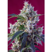 Indigo Berry Kush Sweet Seeds