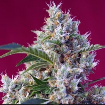 Indigo Berry Kush Sweet Seeds