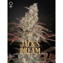 Jack´s Dream - Green House Seeds