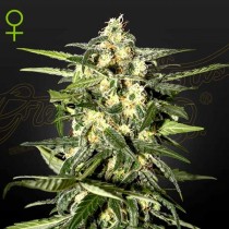 Jack Herer Auto - Green House Seeds