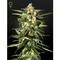 Jack Herer Auto - Green House Seeds