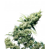 Jamaican Pearl Sensi Seeds feminizada