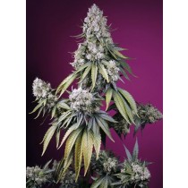 Jealousy Z XL Auto - Sweet Seeds