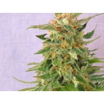 Hobbit Auto – Kannabia Seeds