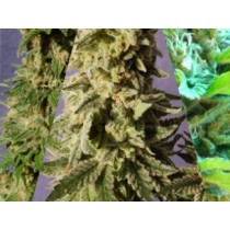 Sabor Mix – Kannabia Seeds