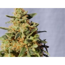 White Domina – Kannabia Seeds