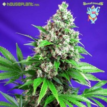 Killer Kush F1 Fast Version - Sweet Seeds