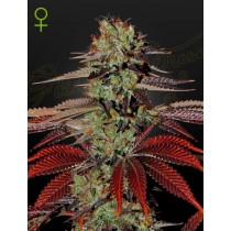 King’s Kush Auto - Green House Seeds 