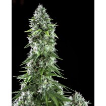 Kritikal Bilbo x AK-47 - Genehtik Seeds