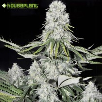 Kritikal Bilbo Auto – Genehtik Seeds