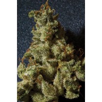 Kushage – T.H. Seeds