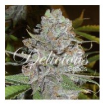 semillas-la-diva-auto-delicious-seeds-