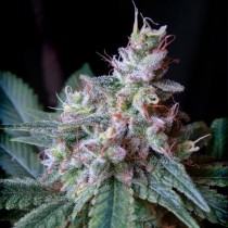 Cream Caramel Sweet Seeds