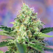 Crystal Candy Sweet Seeds