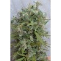 comprar semillas regulares libano de ace seeds