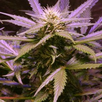 Lemon Og Haze 10 unds Fem. Nirvana 