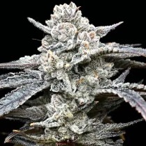 Lemon Cherry Gelato - Barney´s Farm - 60% Indica