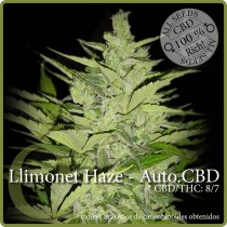 Llimonet Haze Auto CBD - Elite Seeds