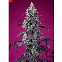 Tropicanna Cherry XL Auto - Sweet Seeds