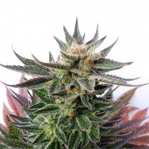 comprar lol de kannabia seeds