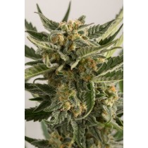 LOST COAST SKUNK AUTO 100% HUMBOLDT SEED ORGANISATION