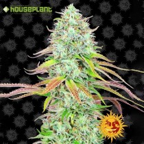 LSD Auto - Barney´s Farm