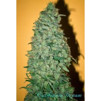 California Dream – Mandala Seeds 