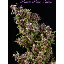 Purple Paro Valley – Mandala Seeds