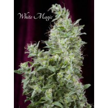 White Magic – Mandala Seeds