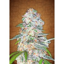 comprar semillas marihuana blue dream matic de fast buds